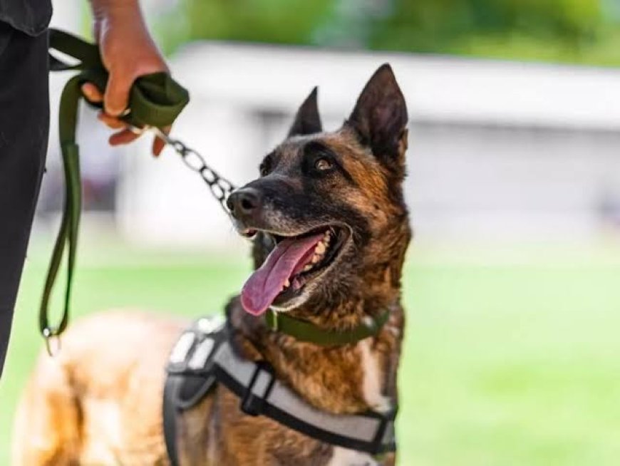 Jinja Police Introduces Sniffer Dogs to Fight Terrorism