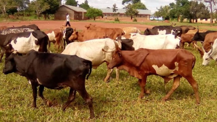 Fightng FMD, Domestic Animals Vaccination Is Now Compulsory-Government