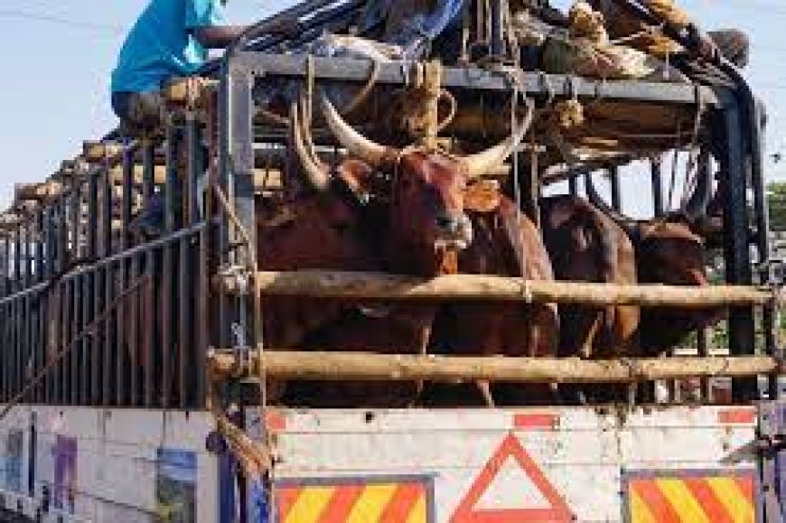 All  Kampala city Butcheries Ordered To Close Due To Foot And Mouth Disease