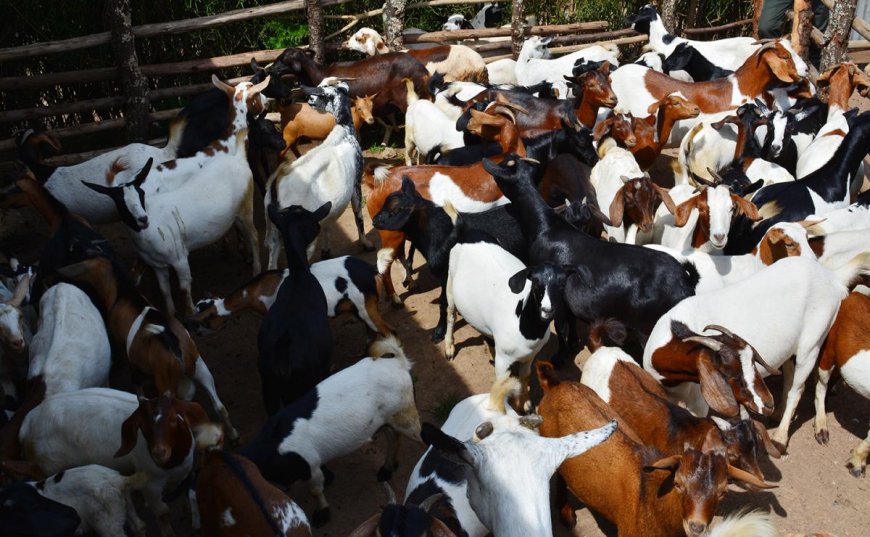 Goats Reared Most Than Cows In Uganda- UBOS Livestock Census Report