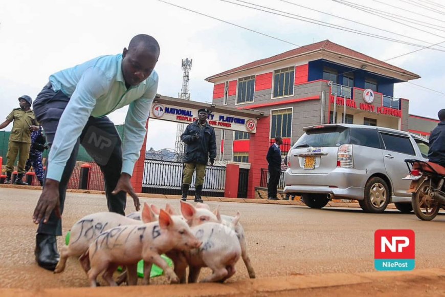 March To Parliament Protestors Drop Piglets At NUP  Headquarters Branded Joel Ssenyonyi Shs I. 8 bn