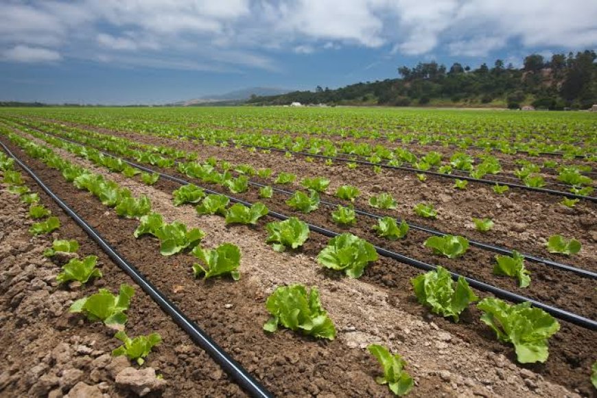 Bunyoro, Buganda Have Highest Number Of Households Engaged In Commercial Farming- Report