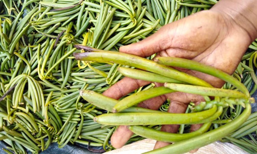 Gov't Declares Vanilla Harvest Season