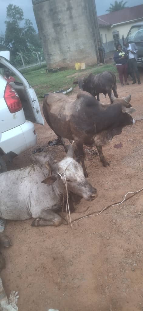 PDM Cattle Thefts Shock Museveni, Orders Police,No Bond for Thieves