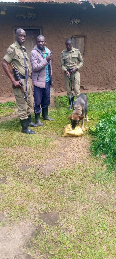 BREAKING NEWS!! Police Officer Caught Red Handed Stealing Matooke, Gets Arrested