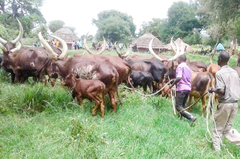 Illegal Grazing, Land Conflicts, and Unity!! Museveni’s Tough Message to the Balaalo