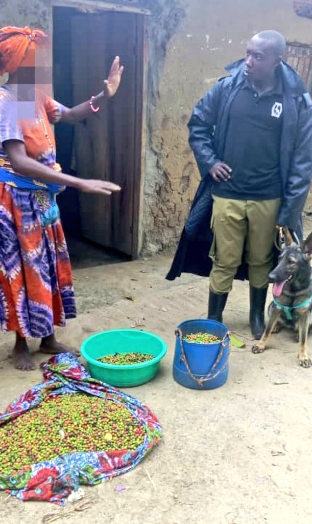 How a Sniffer Dog Helped Crack a Coffee Theft Case in Kanungu District