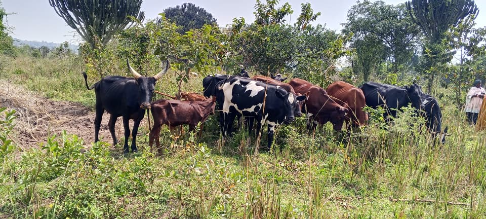 Night Cattle Theft Ends in Major Police Breakthrough in Nakaseke