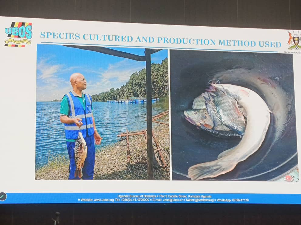 Fish Production in Uganda Shoots Up as 65,444 Metric Tonnes Produced Last Year – UBOS Report