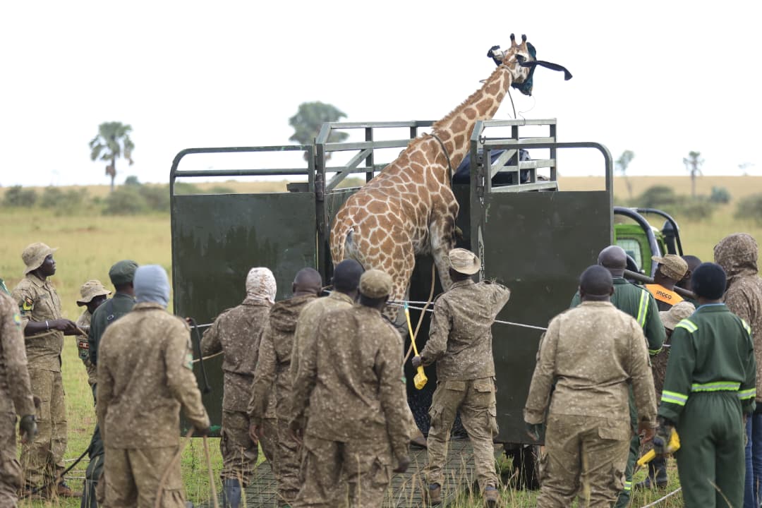 UWA Takes Major Conservation Move as Rare Nubian Giraffes Are Relocated to Restore Ajai Wildlife Reserve