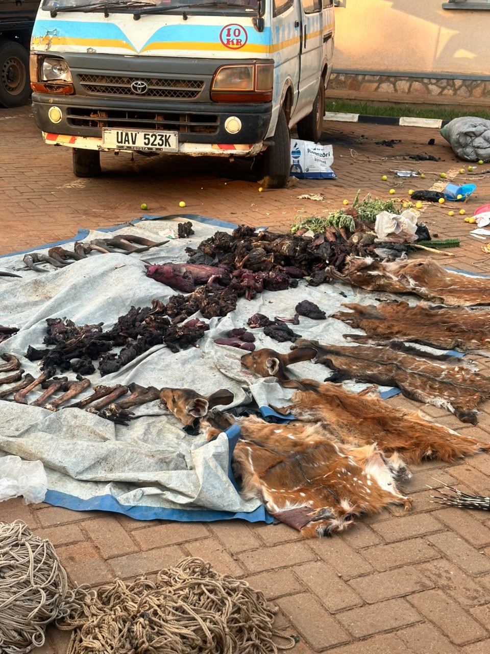 22 Arrested in Nakaseke Over Suspected Illegal Hunting and Wildlife Products
