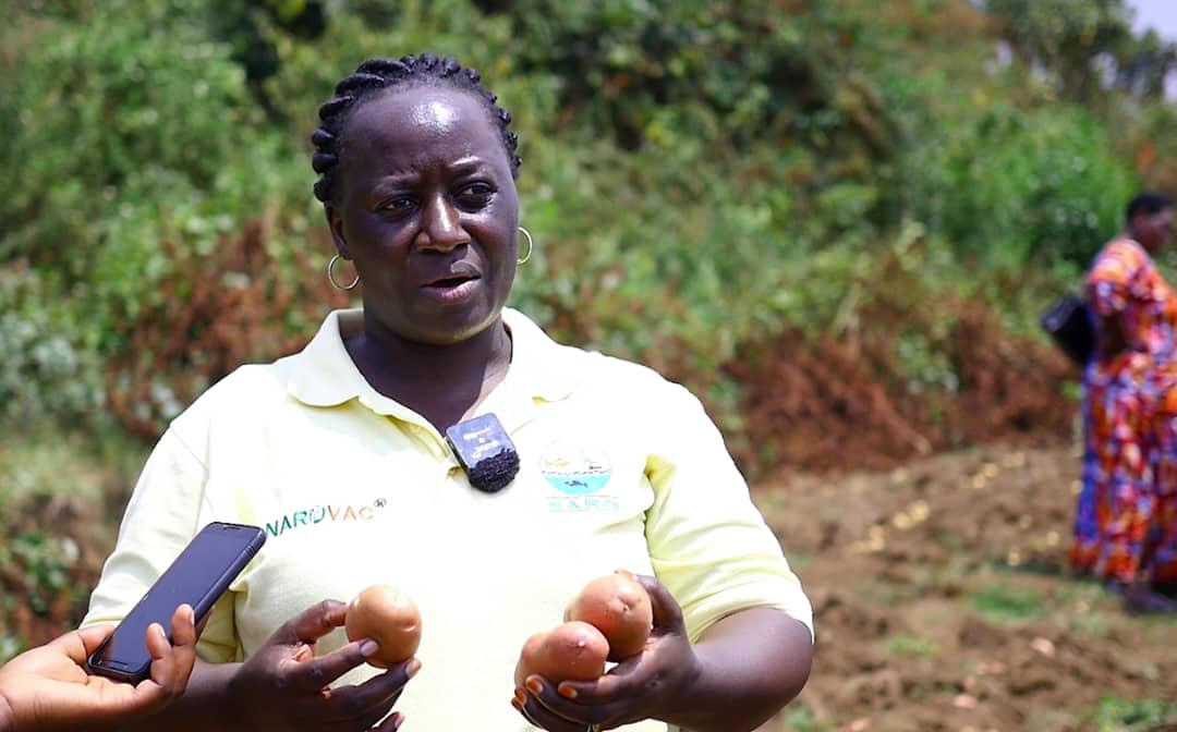 NARO Launches New Irish Potato Varieties to Boost Farmers’ Yields and Transform Uganda’s Potato Sector